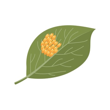 Colorado potato beetle eggs on a potato leaf. Zoological illustration in flat style vector