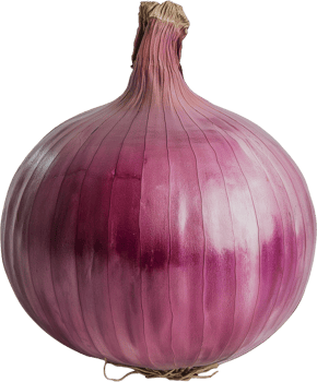 Onion Vegetable isolate, Allium cepa Clipart, Whole red onion illustration png