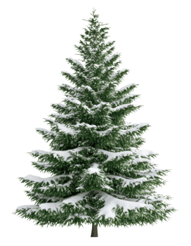 Snow-covered evergreen tree in winter setting, cut out - stock . png