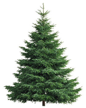 Dense evergreen tree with lush foliage, cut out - stock . png