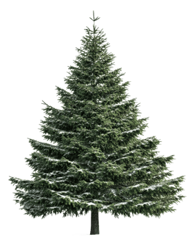 Snow-covered evergreen tree in winter landscape, cut out - stock . png