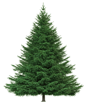 Realistic green pine tree standing alone indoors, cut out - stock . png