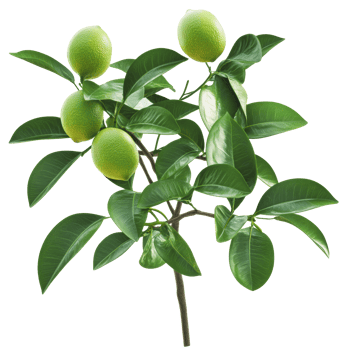 Green lime fruits growing on a branch png