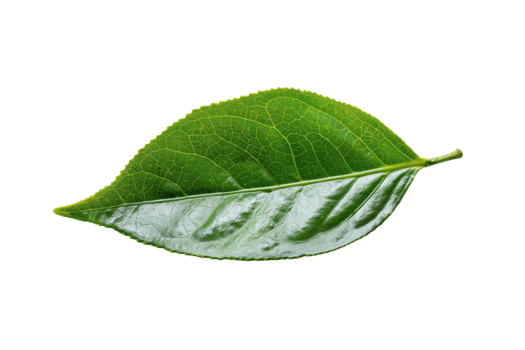 Tea Leaf On Transparent Background. png