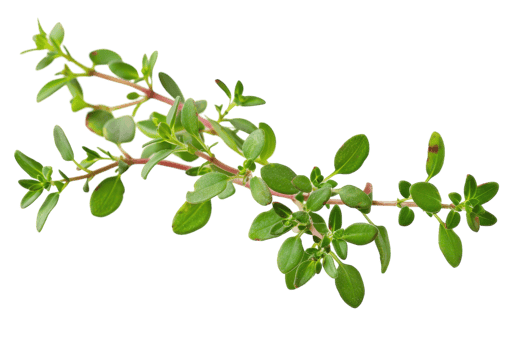 Thyme Leaf On Transparent Background. png