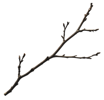 Twisted branch with budding twigs in spring, cut out - stock . png