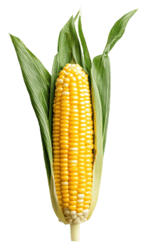Fresh corn on the cob with green husk, cut out - stock . png