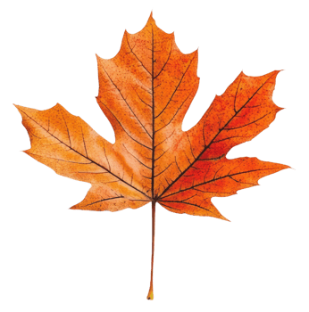 Vibrant maple leaf in autumn colors, cut out - stock . png