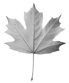 Detailed leaf illustration on a plain background, cut out - stock . png