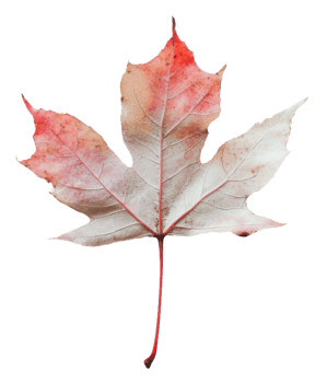 Autumn maple leaf with red and white hues, cut out - stock . png