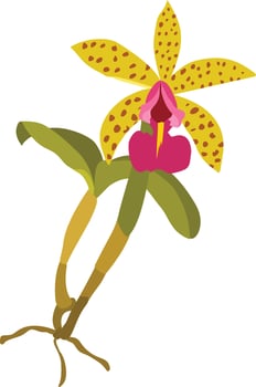 yellow wild orchid flower, beautiful orchid flower illustration vector