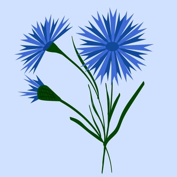 Bouquet of blue field cornflowers. Beautiful flower with buds. illustration. Belarusian style. For design, print and postcards. vector