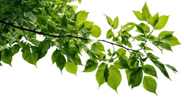 a branch of a tree with green leaves and a Transparent Background png