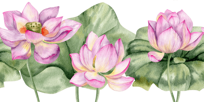 Pink blooming lotus flowers with fresh green leaves seamless border. Hand drawn banner with floral elements, water lily bouquet for wedding decor, product packing, web banner design png