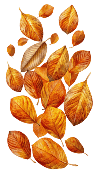 Floating Autumn Leaves in Motion png
