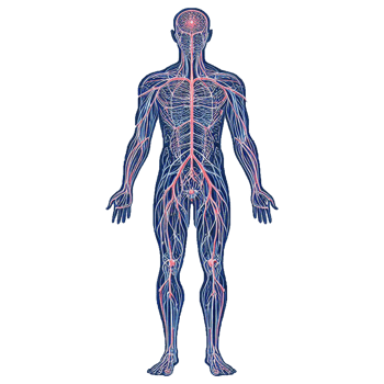 the human body, with the vascular system and the nervous system png