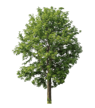 Green tree isolated on transparent background png