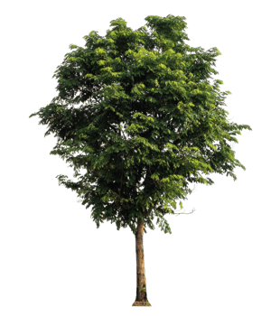 tree isolated on transparent background with clipping path and alpha channel, high resolution png