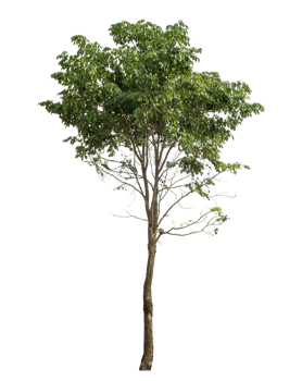 single tree on transparent picture background,Tree isolated on transparent background with clipping path, Realistic with shadow environment png
