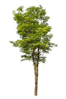 Real tree with green leaves, tree on transparent background. with clipping path and alpha channel high resolution png