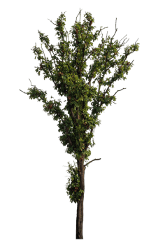 single tree on transparent picture background,High quality tree group isolated on transparent background png