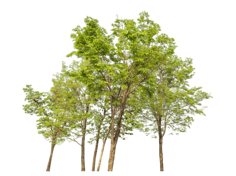 Group of trees isolated on transparent background with clipping path and alpha channel, high resolution png