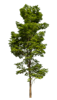 Single green tree isolated on transparent background png
