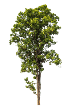 Real tree with green leaves, tree on transparent background. png