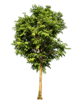 Green tree isolated on transparent background with clipping path and alpha channel png