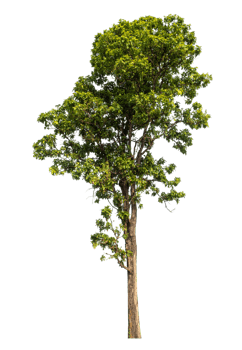 Tree with green leaves, tree on transparent background. high resolution. png
