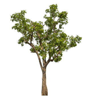 Real tree with green leaves, tree on transparent background..High-quality, scalable graphic for versatile creative use png