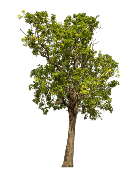 Single green tree isolated on transparent background. png