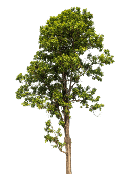 Isolated single isolated on transparent background with clipping path and alpha channel, high resolution png