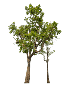 Group of trees isolated on transparent background.High-quality, scalable graphic for versatile creative use png