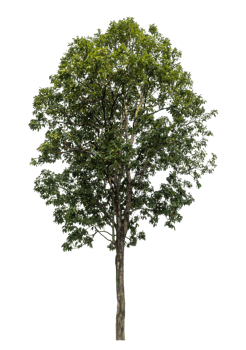 Tropical tree cut out high quality for advertising design and graphic decoration, Nature element single object. png