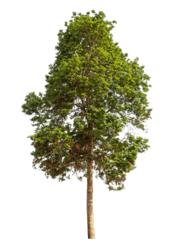 Trees Isolated on transparent Backgroundand foliage in summer with cut path and alpha channel, high resolution png
