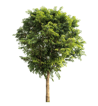 Tree isolated on transparent background with clipping path, Realistic with shadow environment. png
