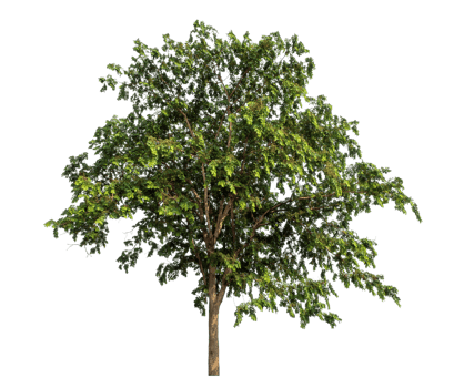 Trees isolated on transparent background, tropical trees. png