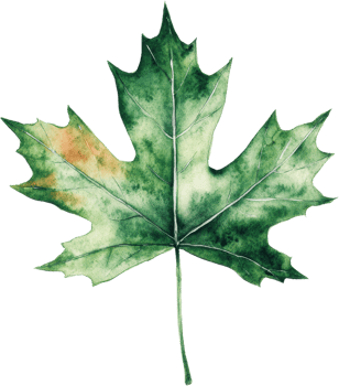 A Stunning Watercolor Illustration of a Beautiful Maple Leaf Display png