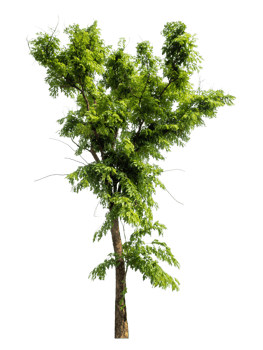 Tree Isolated on transparent Background, tropical trees isolated used for design png