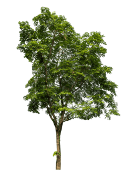 Tree Isolated on transparent Backgroundand foliage in summer with cut path and alpha channel, high resolution. png