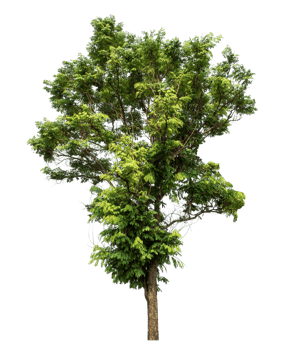Green tree isolated on transparent background, plant green tree love the world concept, high resolution. png