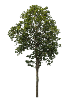 Tree Isolated on transparent Background, tropical trees, high resolution. isolated used for design png
