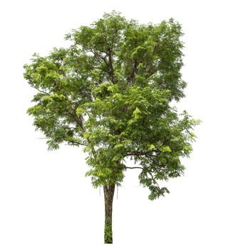 high resolution,Green tree isolated on transparent background with clipping path and alpha channel. png
