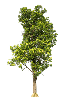 green tree isolated on transparent background with clipping path and alpha channel, high resolution png