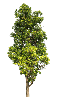 trees isolated on transparent background, plant green tree love the world concept, high resolution. png