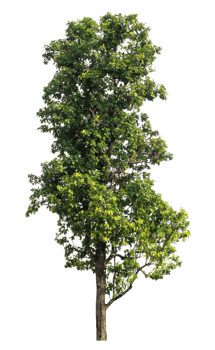 isolated single tree with clipping path on transparent background. png