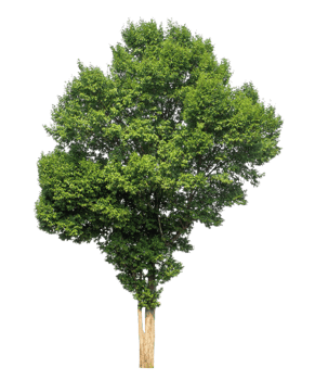 Tree Isolated on transparent Background tropical trees isolated used for design png