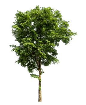 tree isolated on transparent background, plant green tree love the world concept, high resolution. png