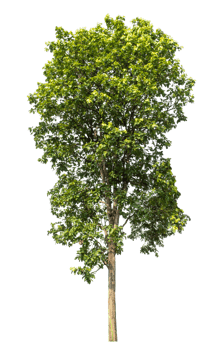 Isolated single tree with clipping path and alpha channel on a transparent background, high resolution. png